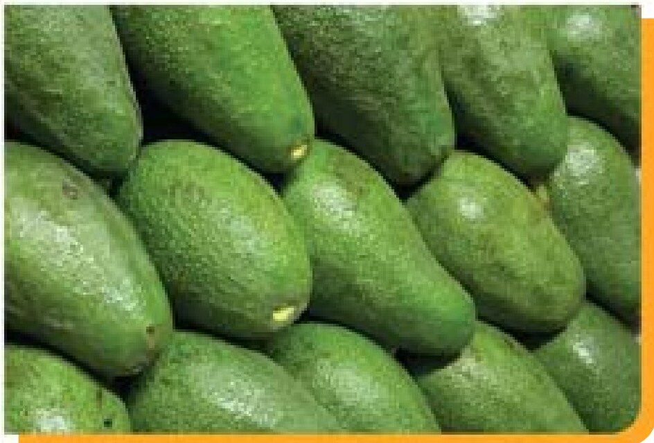 Strong Avocado