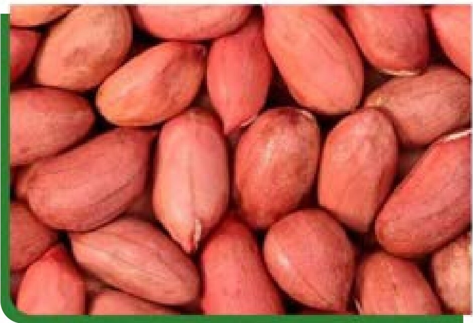 Groundnuts