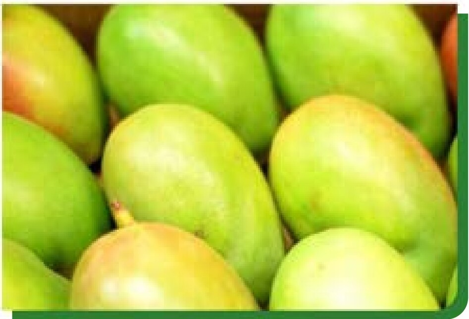 Ngowe Mangoes
