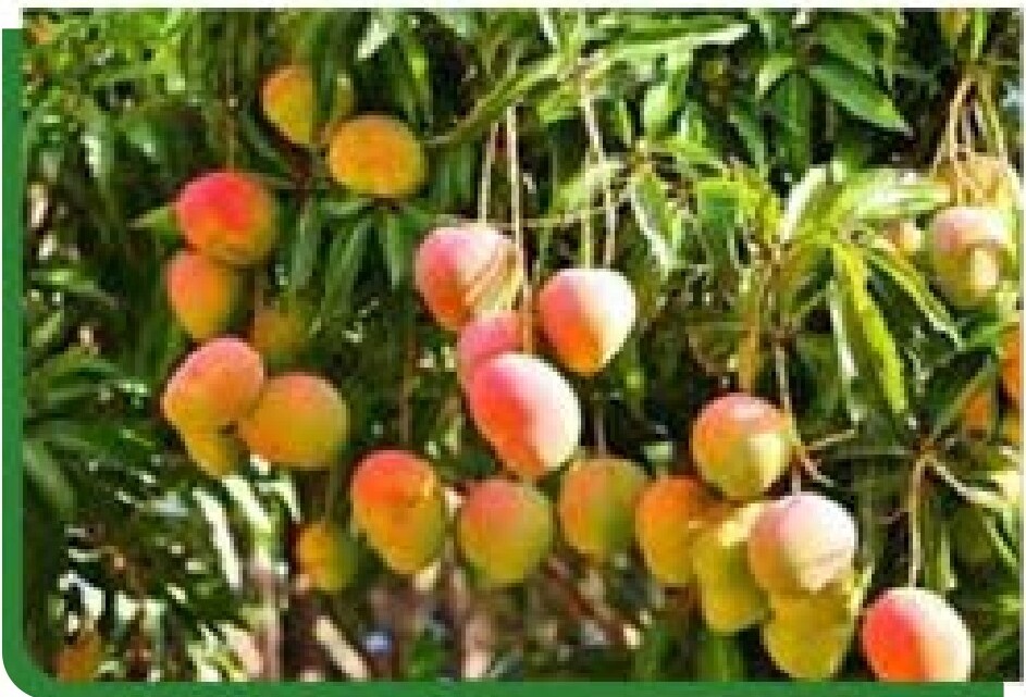 Mangoes